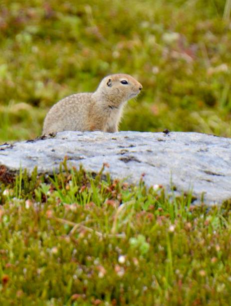 istock Arctic Ground Squirrel searching for food in Hatcher Pass 1658036914