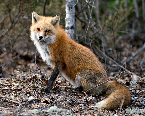 Beautiful male red fox (Vulpes vulpes) standing in a meadow.