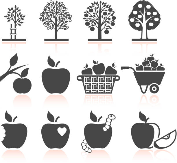 apple baum wächst und biologischen landwirtschaft schwarz & weiße symbole - red delicious apple illustrations stock-grafiken, -clipart, -cartoons und -symbole