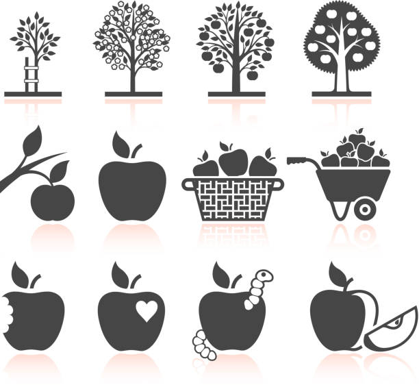 Apple Tree Growing and organic farming black & white icons Apple Tree Growing and organic farming Black & white Set apple with bite out stock illustrations