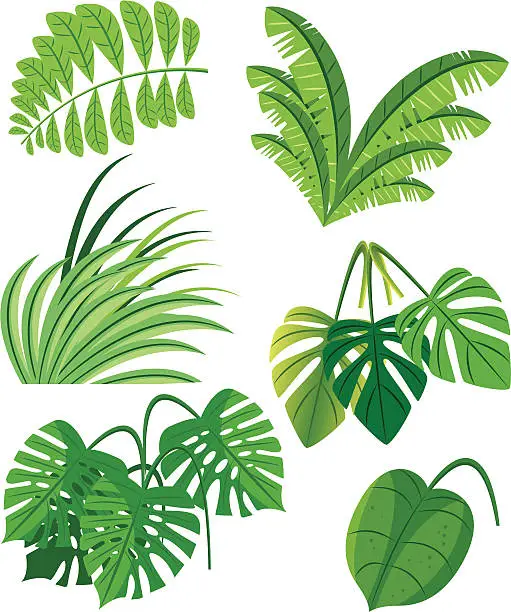 Vector illustration of Tropical plants