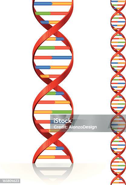 Il Dna - Immagini vettoriali stock e altre immagini di DNA - DNA, Modello della doppia elica, Tridimensionale