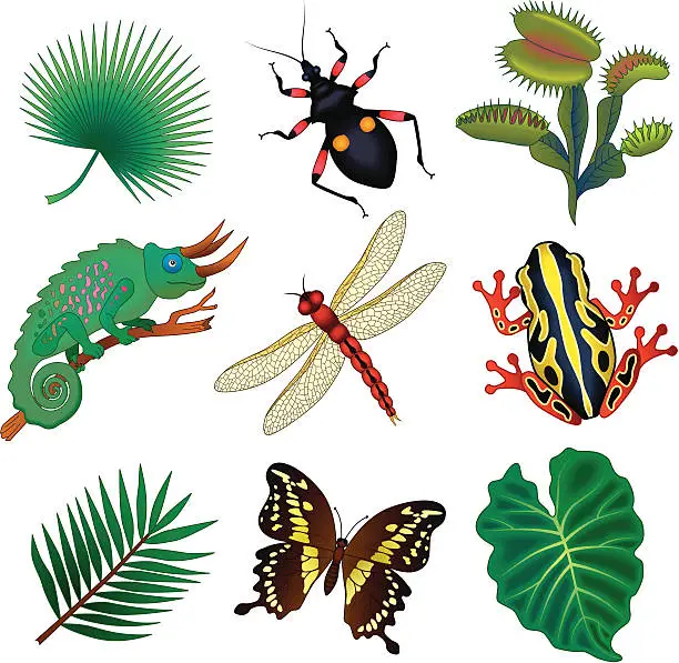 Vector illustration of tropical flora and fauna