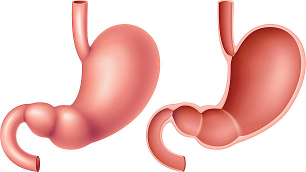 An illustration of the human stomach Human stomach with section. High Resolution JPG,CS5 AI and Illustrator 0.8 EPS included. sphincter stock illustrations
