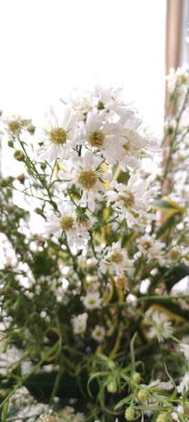 istock Close up of white flower with background 1658050526