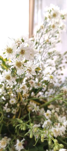 istock Close up of white flower with background 1658051039