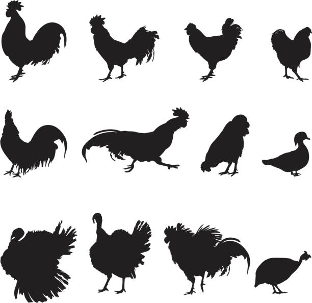 Roosters vector art illustration