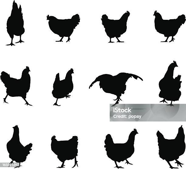 Chicken Silhouette Stock Illustration - Download Image Now - Chicken - Bird, Walking, Outline