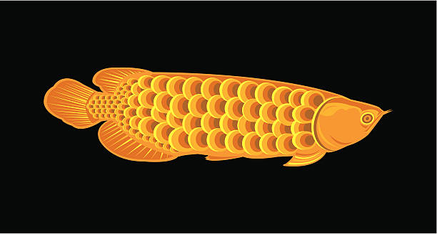 Fish Arowana Vector of golden Arowana fish. Arowanas are freshwater bony fish of the family Osteoglossidae, also known as bonytongues. gold arowana stock illustrations