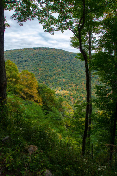 Cass Scenic Railroad SP - Mountain Viewed from Forest