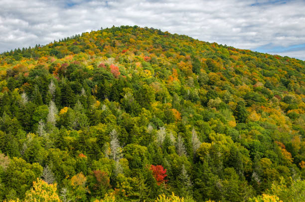 istock Cass Scenic Railroad SP - Green Interspersed with Changing Colors 1658058740