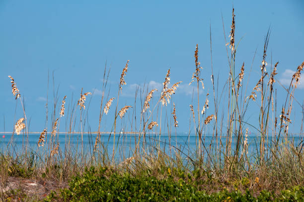 istock Cape Lookout NS - Sea Oats & Bay Beyond 1658062008