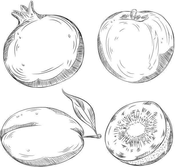 ilustrações de stock, clip art, desenhos animados e ícones de desenhos pormenorizados de frutos - freshness food serving size kiwi