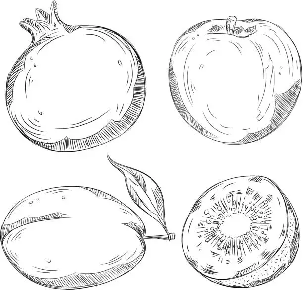 Vector illustration of Detailed Drawings of Fruits