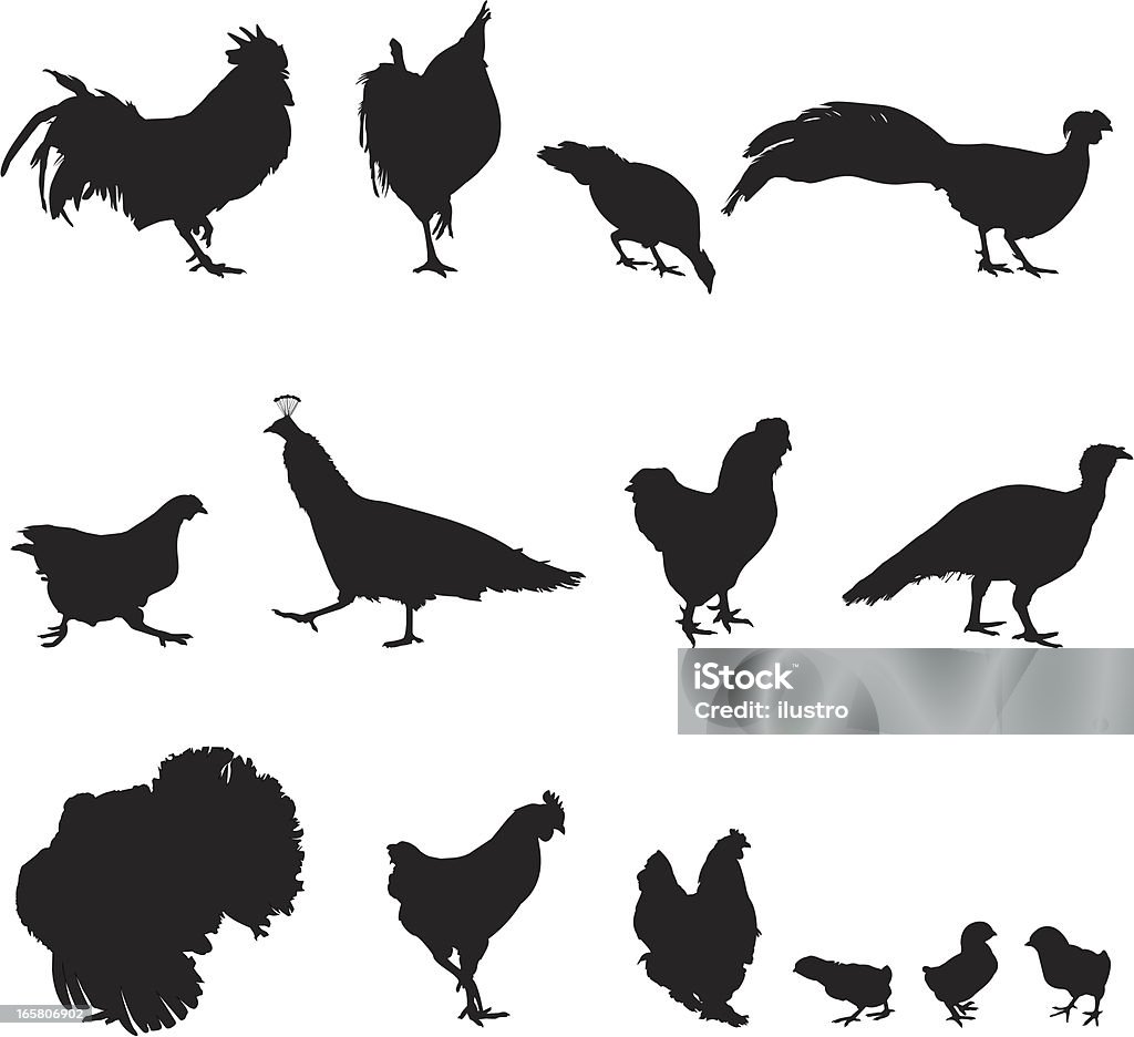 Aves de corral - arte vectorial de Pollito libre de derechos