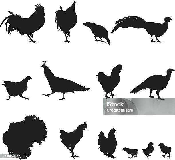 Poultry Stock Illustration - Download Image Now - Baby Chicken, Young Bird, In Silhouette