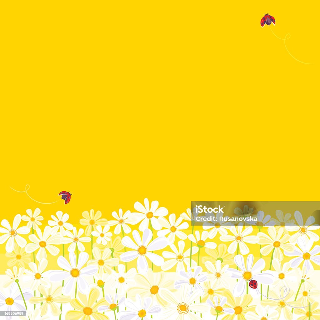 Gänseblümchen auf Gelb - Lizenzfrei Blume Vektorgrafik