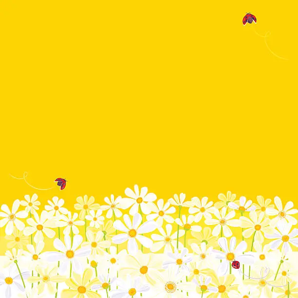 Vector illustration of Daisies against yellow background with flying ladybugs