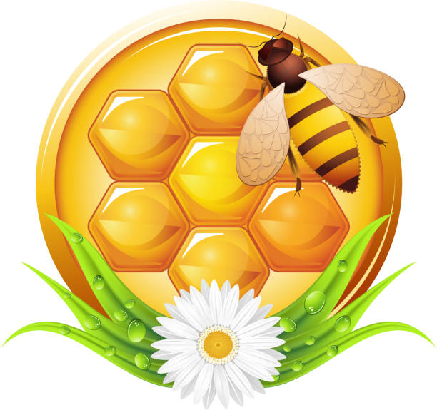 ilustraciones, imágenes clip art, dibujos animados e iconos de stock de miel - honey hexagon honeycomb spring