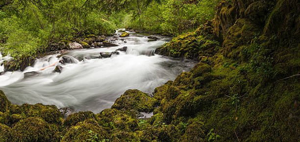 idyllische wald fluss rushing auf feuchtmoosigen felsen - mt hood national park stock-fotos und bilder