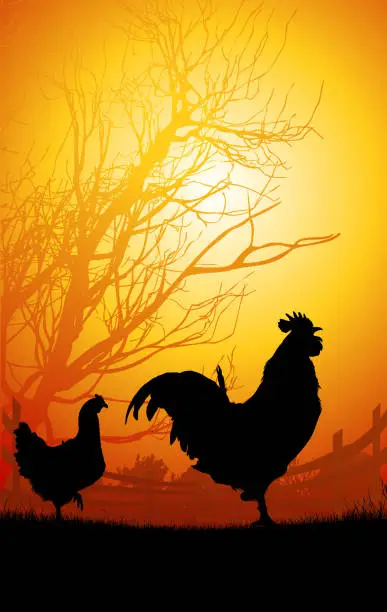 Vector illustration of Rooster and Chicken in the morning