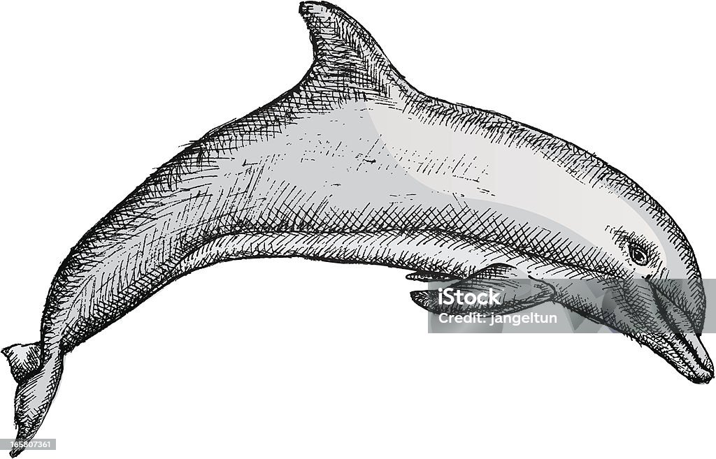 Dolphin Sketch illustration of a dolphin. Dolphin stock vector