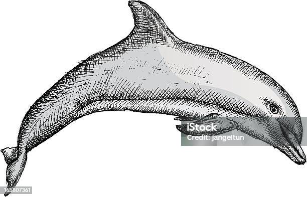 Dolphin Stock Illustration - Download Image Now - Dolphin, Sketch, Animal