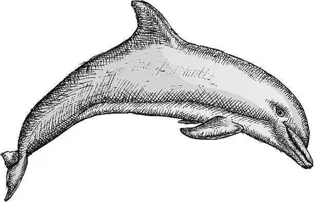 Vector illustration of Dolphin