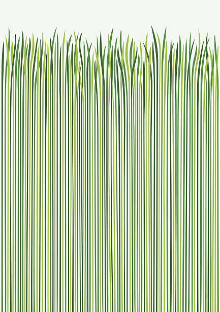 Grass Design Vector illustration. vector illustration and painting spring grass stock illustrations