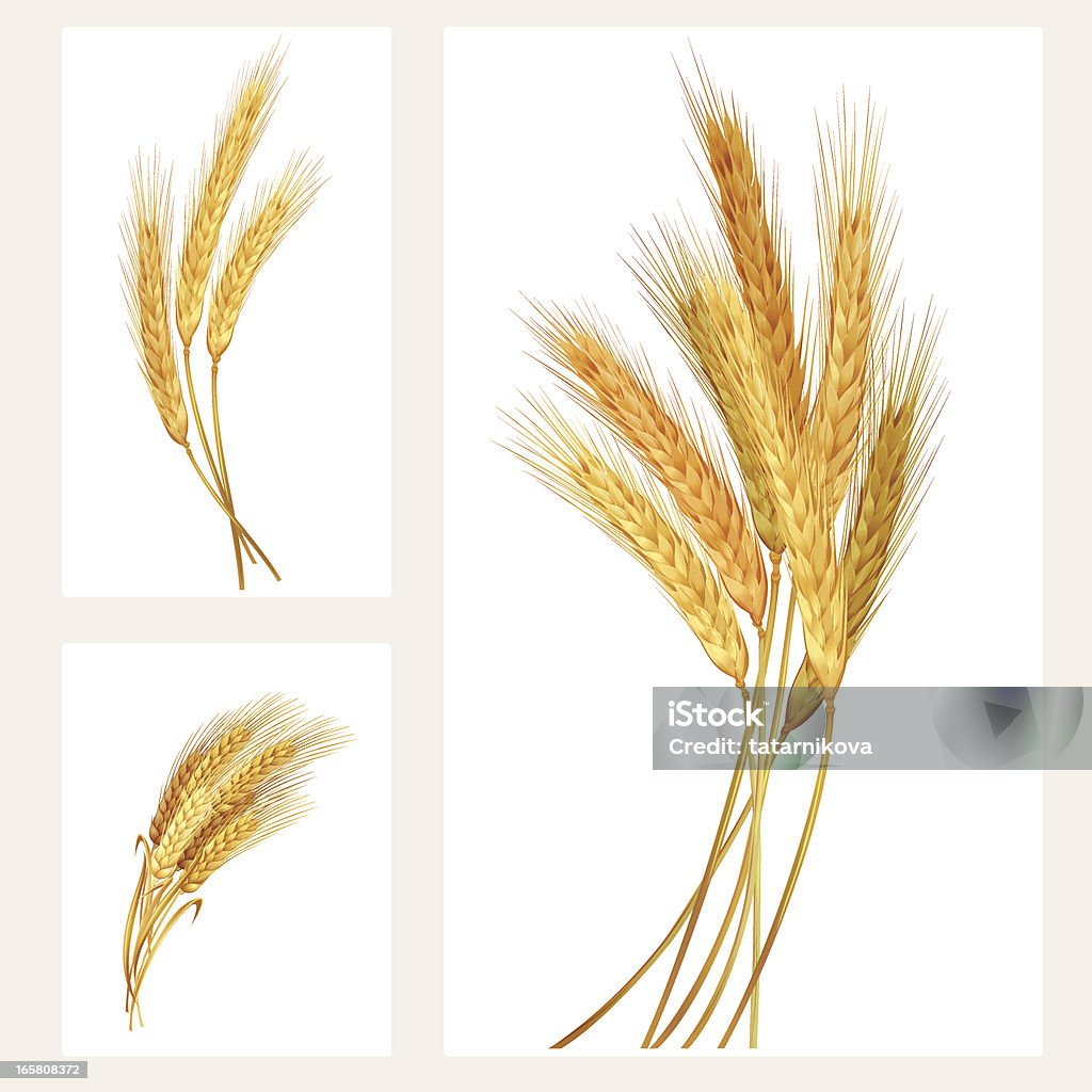 set di spighe di grano - arte vettoriale royalty-free di Grano - Graminacee