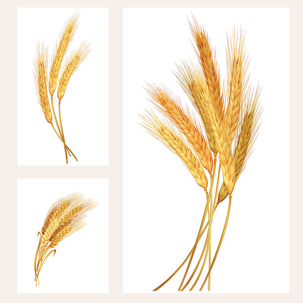ilustrações, clipart, desenhos animados e ícones de conjunto de trigo - trigo