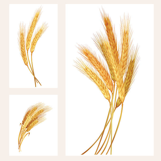 Wheat set vector art illustration