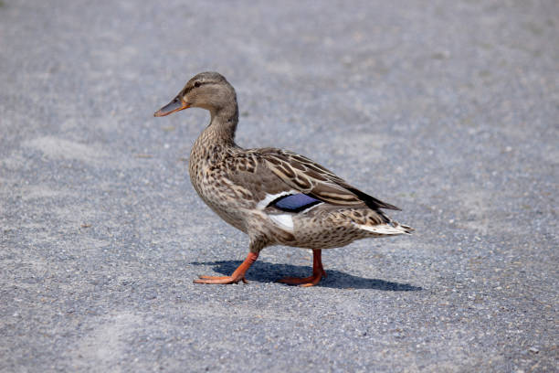 istock Female Mallard Duck Walking on Gravel 1658084741