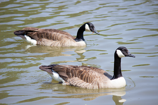Two Canadian geese swimming together in a lake