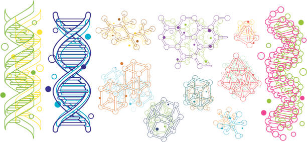 분자 구조 - chromosome stock illustrations