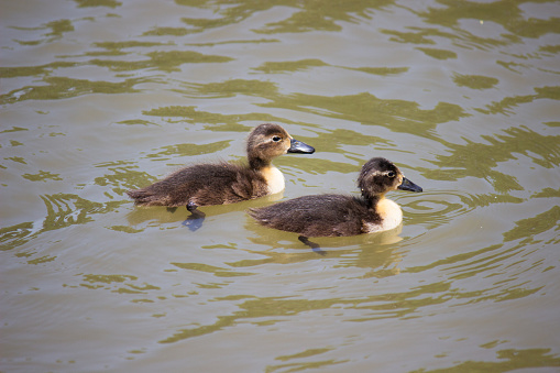 Two baby ducklings swimming in a lake in Pennsylvania