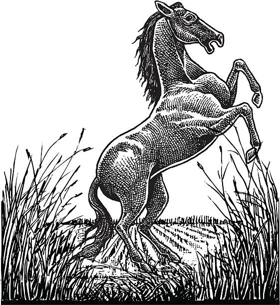 Vector illustration of Wild Stallion in Field