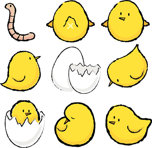 Cute little chickens/bird icon set vector art illustration