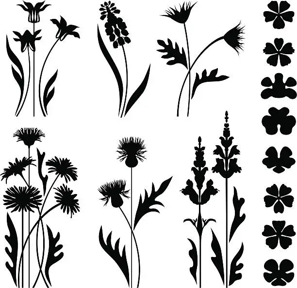 Vector illustration of Wild and garden flowers