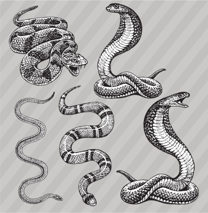 Pen and ink style illustrations of Snakes - Cobra, Kingsnake, Rattlesnake and Garter. Layered and named. Check out my 