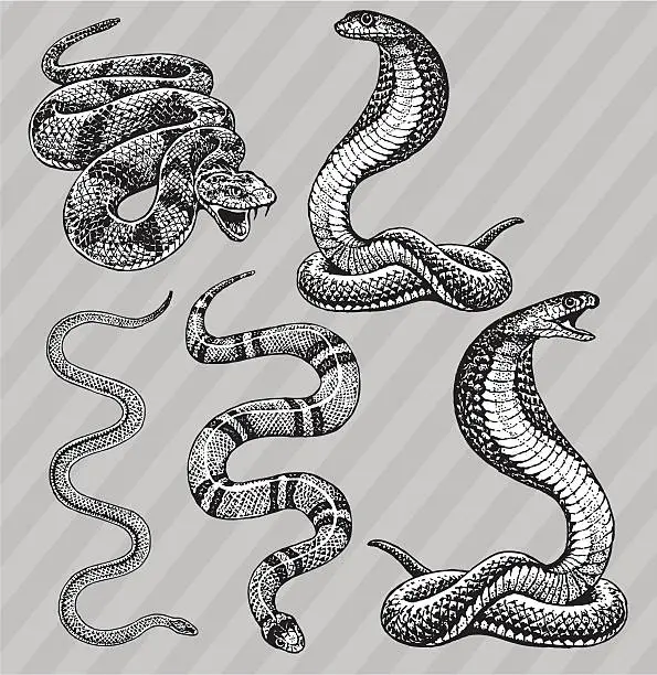 Vector illustration of Snakes - Cobra, Kingsnake, Rattlesnake and Garter