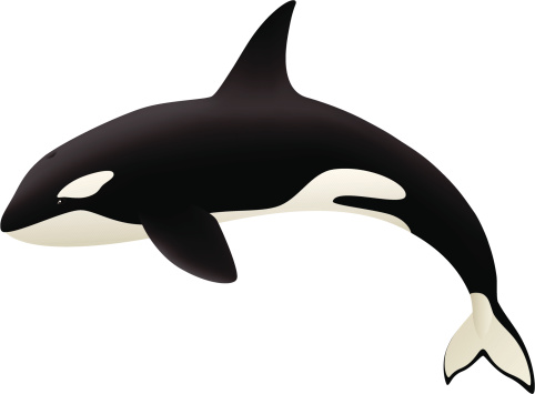 Vector illustration of an orca (killer whale). Illustration uses gradients and gradient meshes. Both .ai and AI8-compatible .eps formats are included, along with a high-res .jpg.