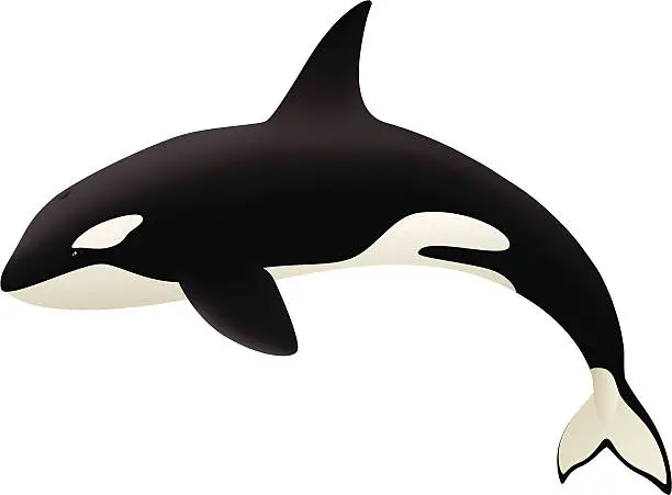 Vector illustration of Orca