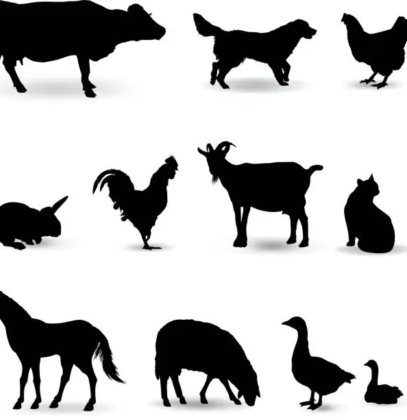 Vector illustration of Domestic Animals Silhouette