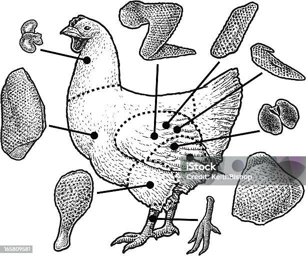 Tagli Di Carne Di Pollame Pollo - Immagini vettoriali stock e altre immagini di Ala di pollo - Ala di pollo, Carne di pollo, Illustrazione