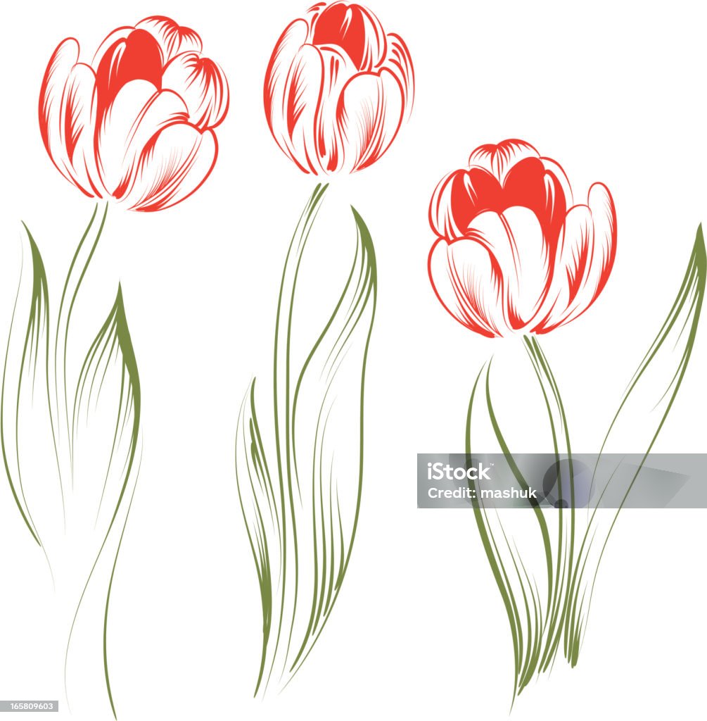 Tulipani - arte vettoriale royalty-free di Tulipano