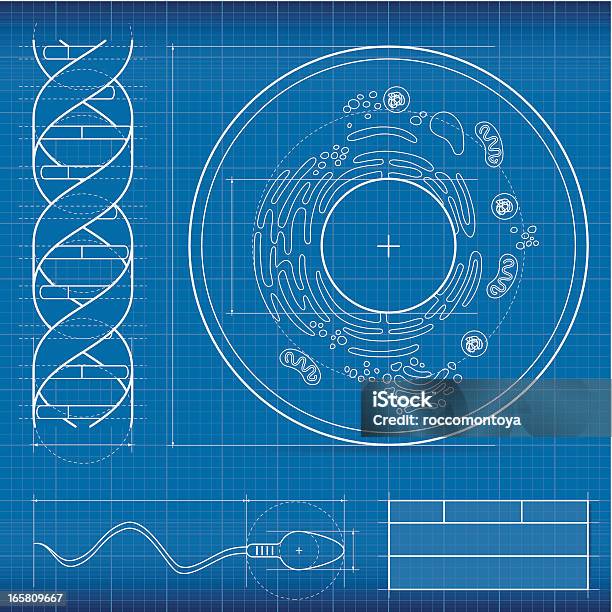 製図生物学 - 設計図のベクターアート素材や画像を多数ご用意 - 設計図, 生物学, 細胞