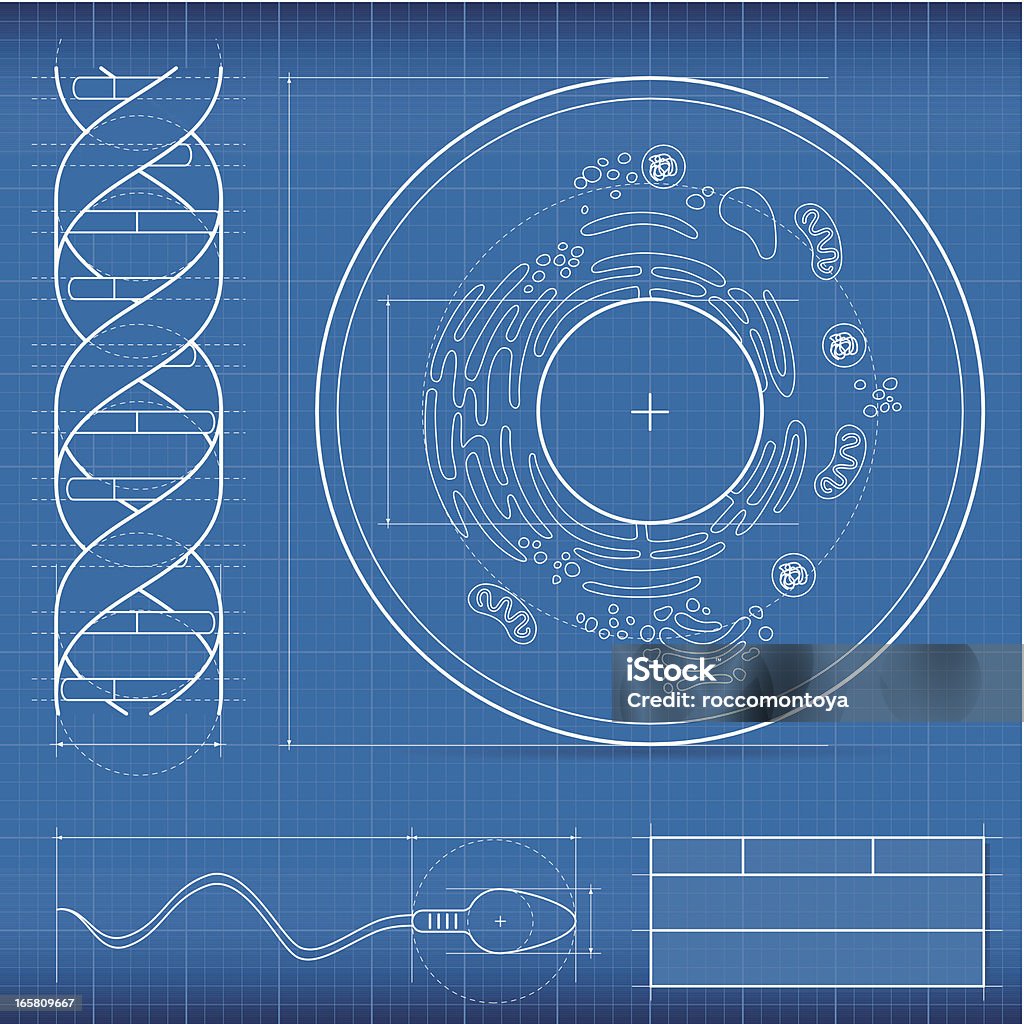 Blueprint, biology Blueprint biology, made in Adobe Illustrator (vector). Blueprint stock vector