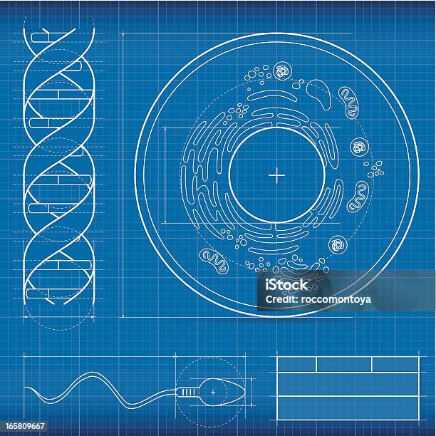 Blueprint Biology Stock Illustration - Download Image Now - Blueprint, Biological Cell, Biology