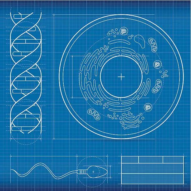 Vector illustration of Blueprint, biology